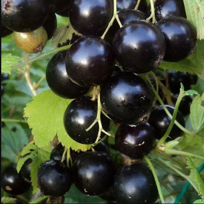 Виноградная черная смородина двухлетний саженец