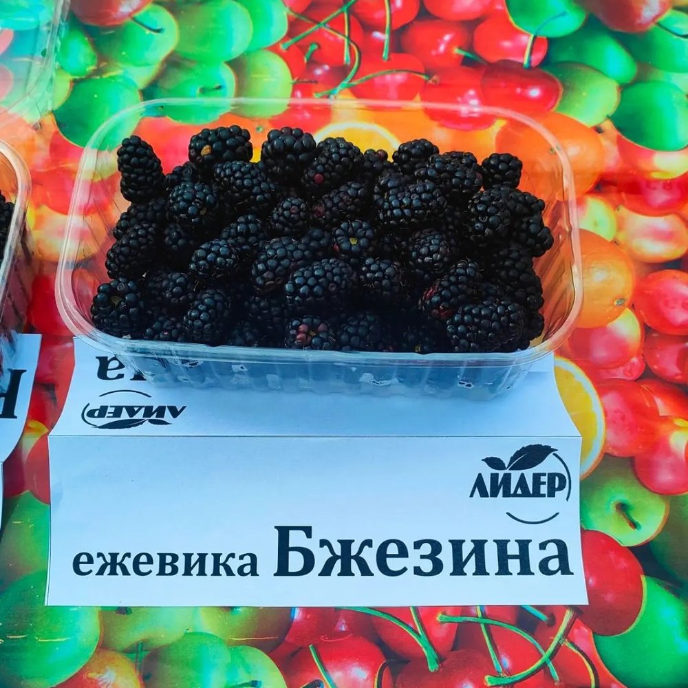 Бжезина летняя ежевика 