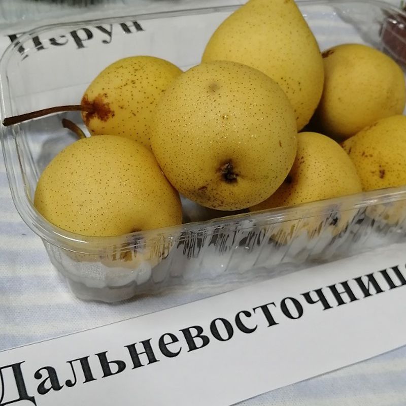 Дальневосточница осенняя груша однолетний саженец