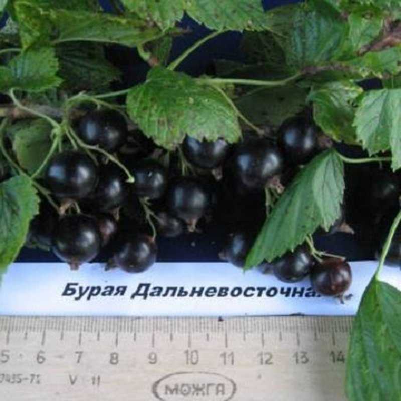 Бурая ДВ черная смородина двухлетний саженец