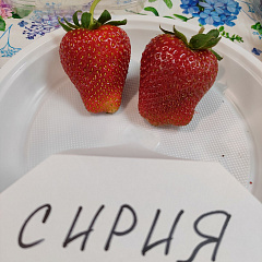 Клубника Сирия