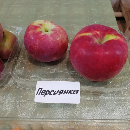 Персиянка осенняя яблоня однолетний саженец
