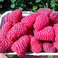 Соколица малина летняя красная