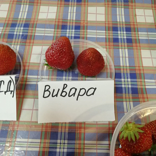 Клубника Вивара