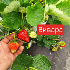 Клубника Вивара