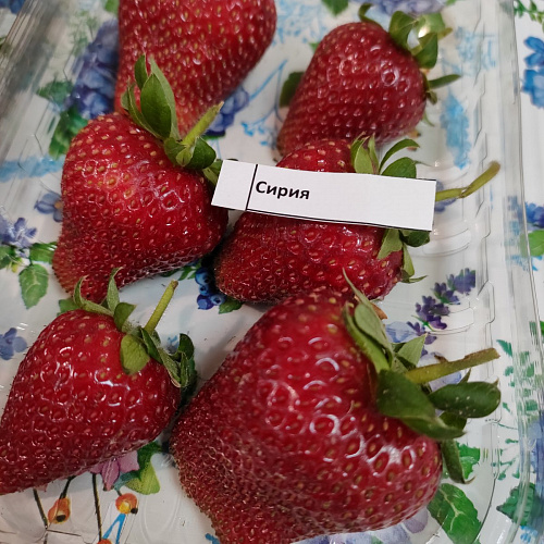 Клубника Сирия
