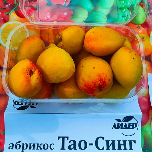 Абрикос Тао-Синг однолетний саженец