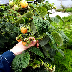 Медовая королева малина летняя желтая